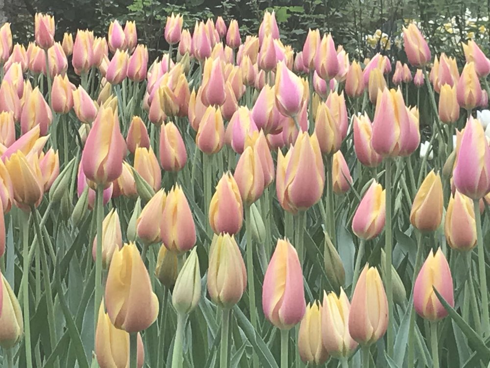 pink and yellow tulips.jpg