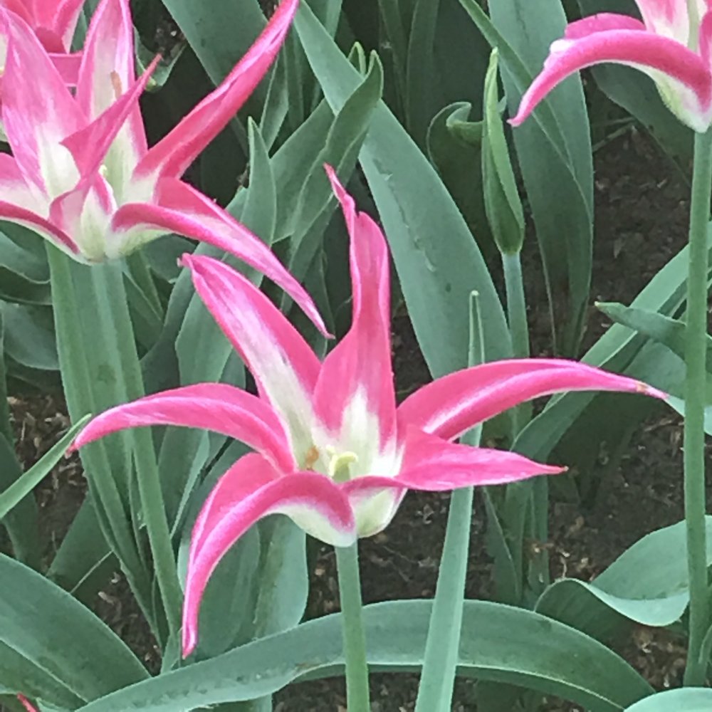 pink pointy tulip.jpg