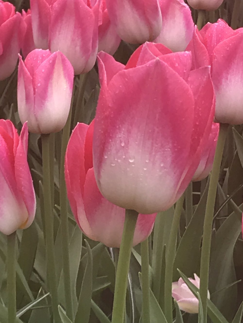pink tulip in the rain.jpg