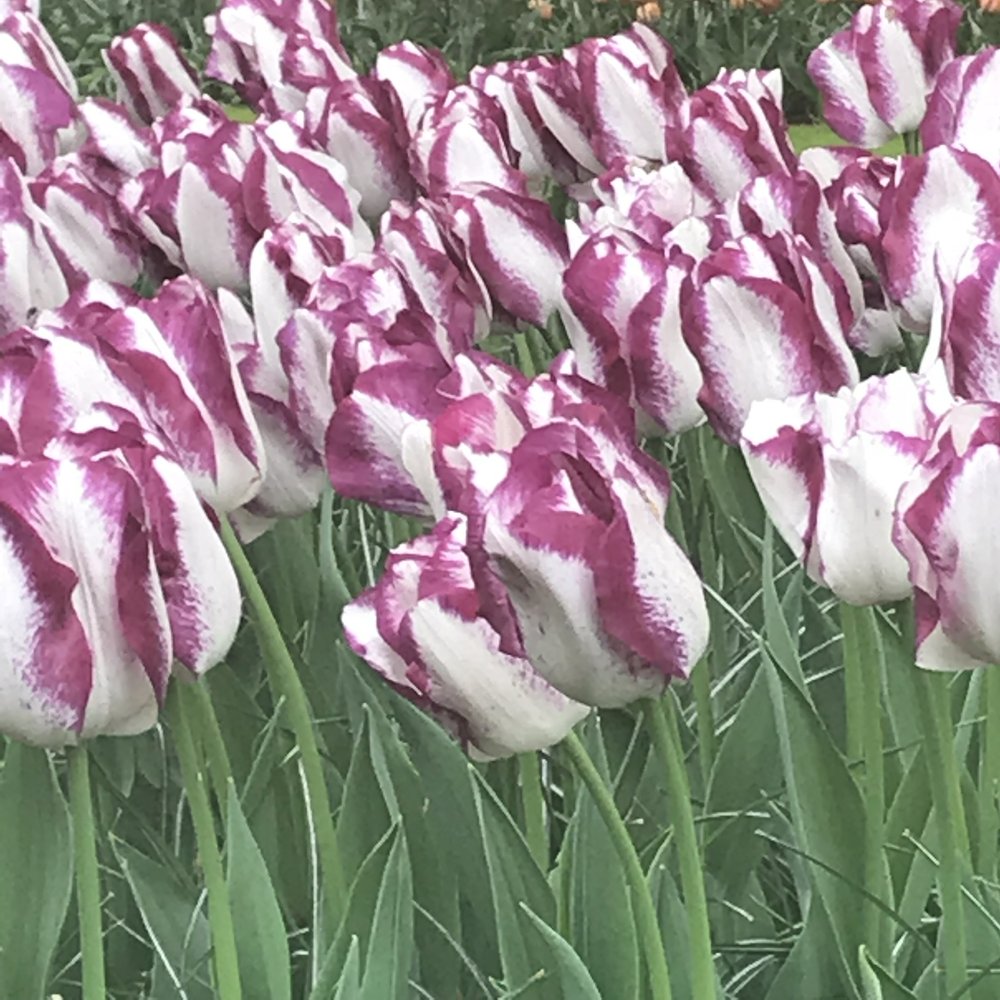 purple and white tulips.jpg