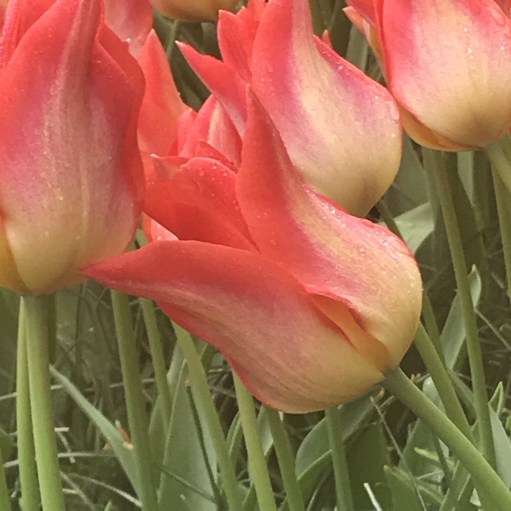 red and orange tulip.jpg