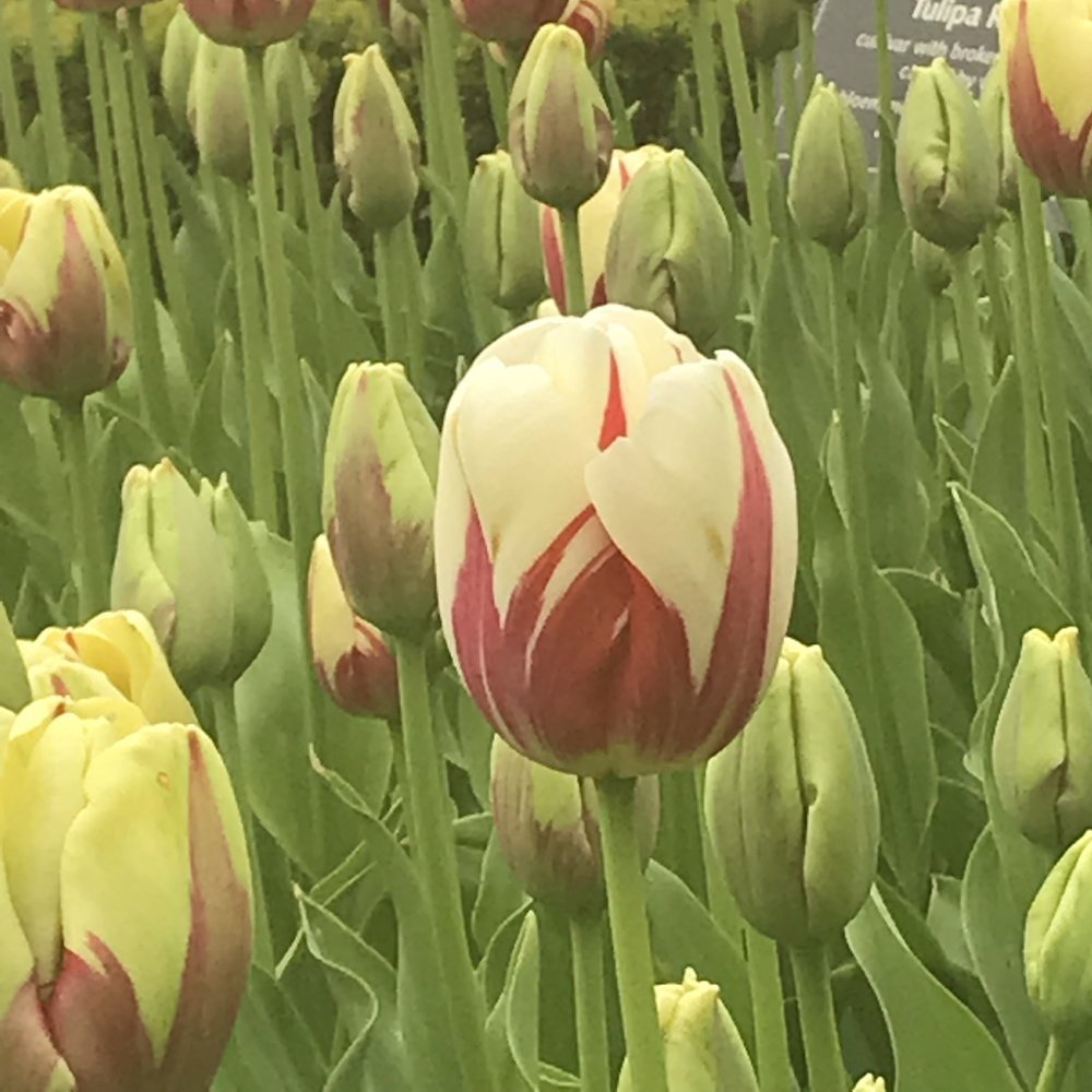 red and white tulip.jpg