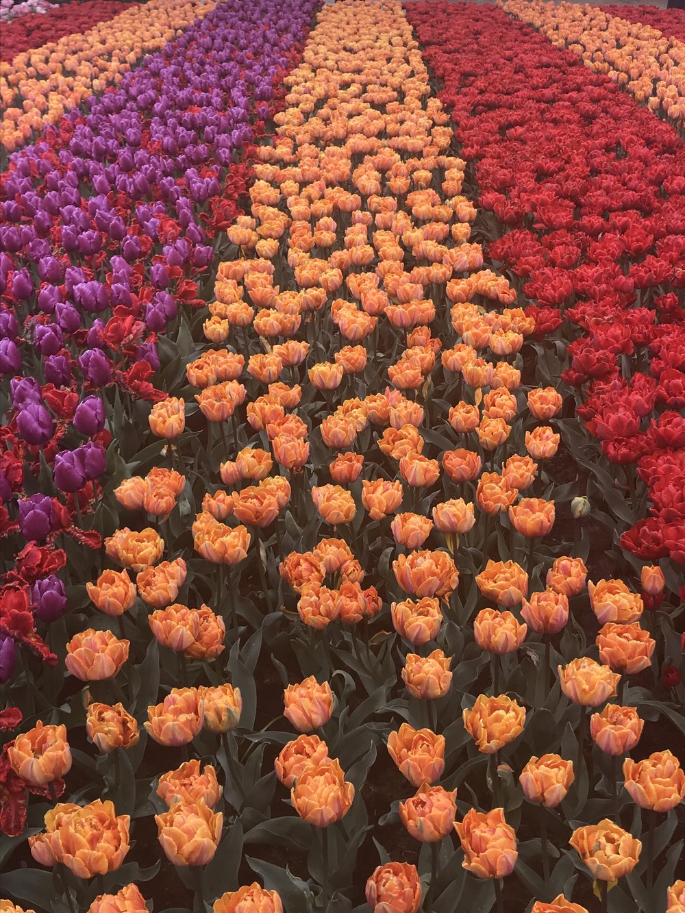 rows of tulips.jpg