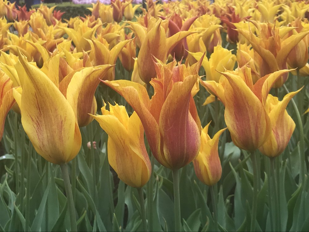 yellow and orange tulips.jpg