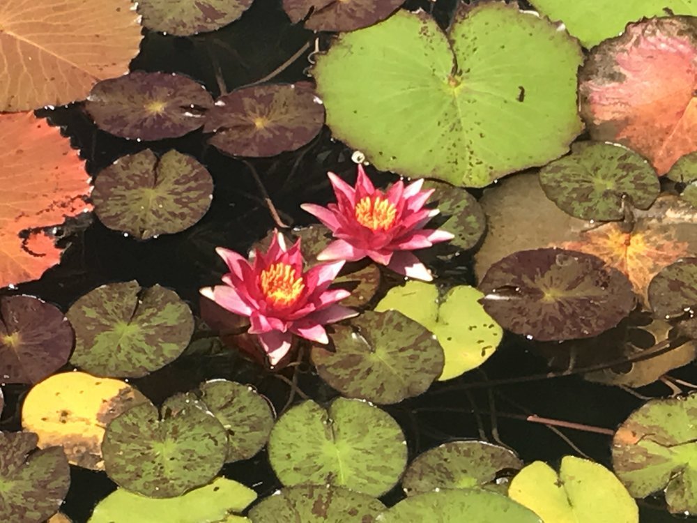 water lillies.jpg