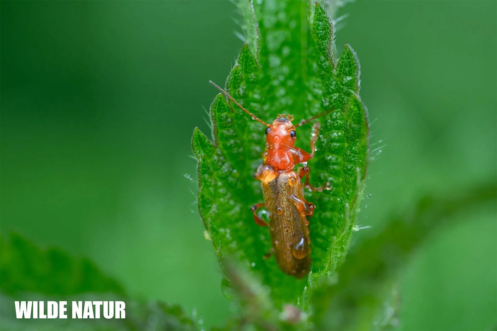 Bloodsucker (Cantharis cryptica)