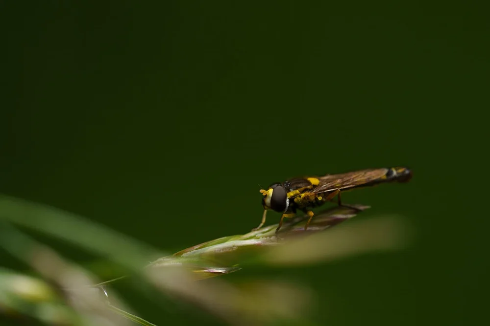 RAW Bild: Sony a7 RIV + 90 mm f7.1 + 1/250 + ISO 640 + Blitz - Hainschwebfliege (Episyrphus balteatus)