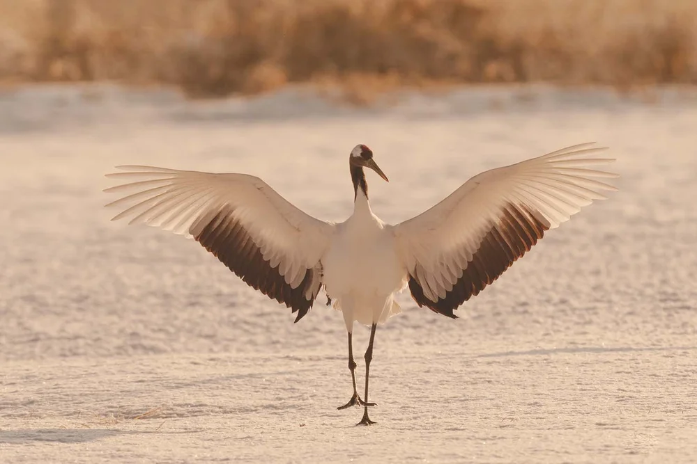 Kranich in voller größe