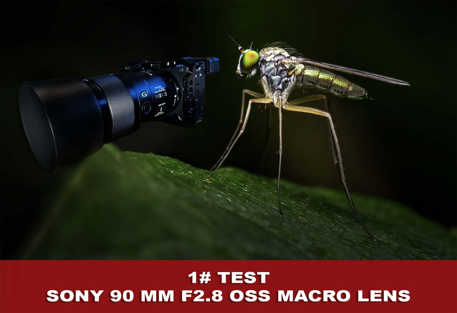 Sony 90 mm f2.8 G OSS Review: Macro Lens — Wildenatur.com Sony 90 mm f2.8 G OSS Review: Macro Lens — Wildenatur.com