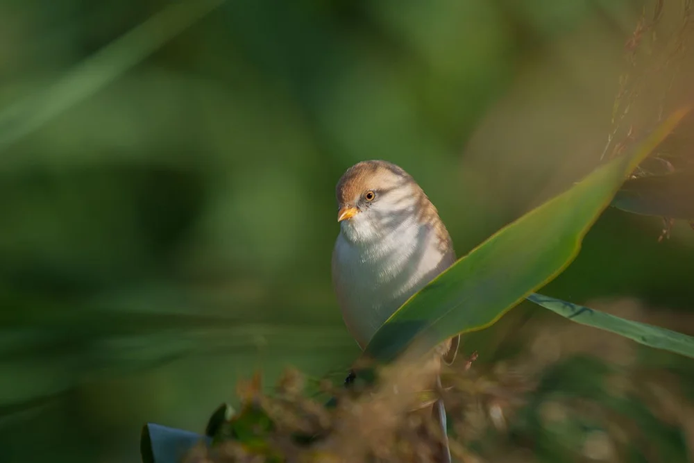Bartmeise (Panurus biarmicus)