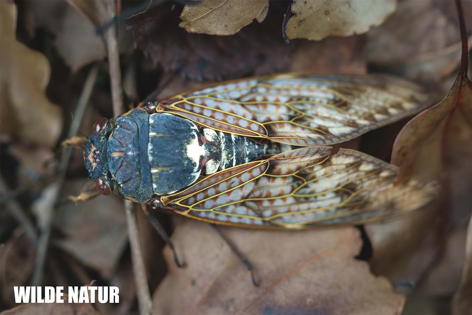 Japanische Zikade (Graptopsaltria Nigrofuscata)