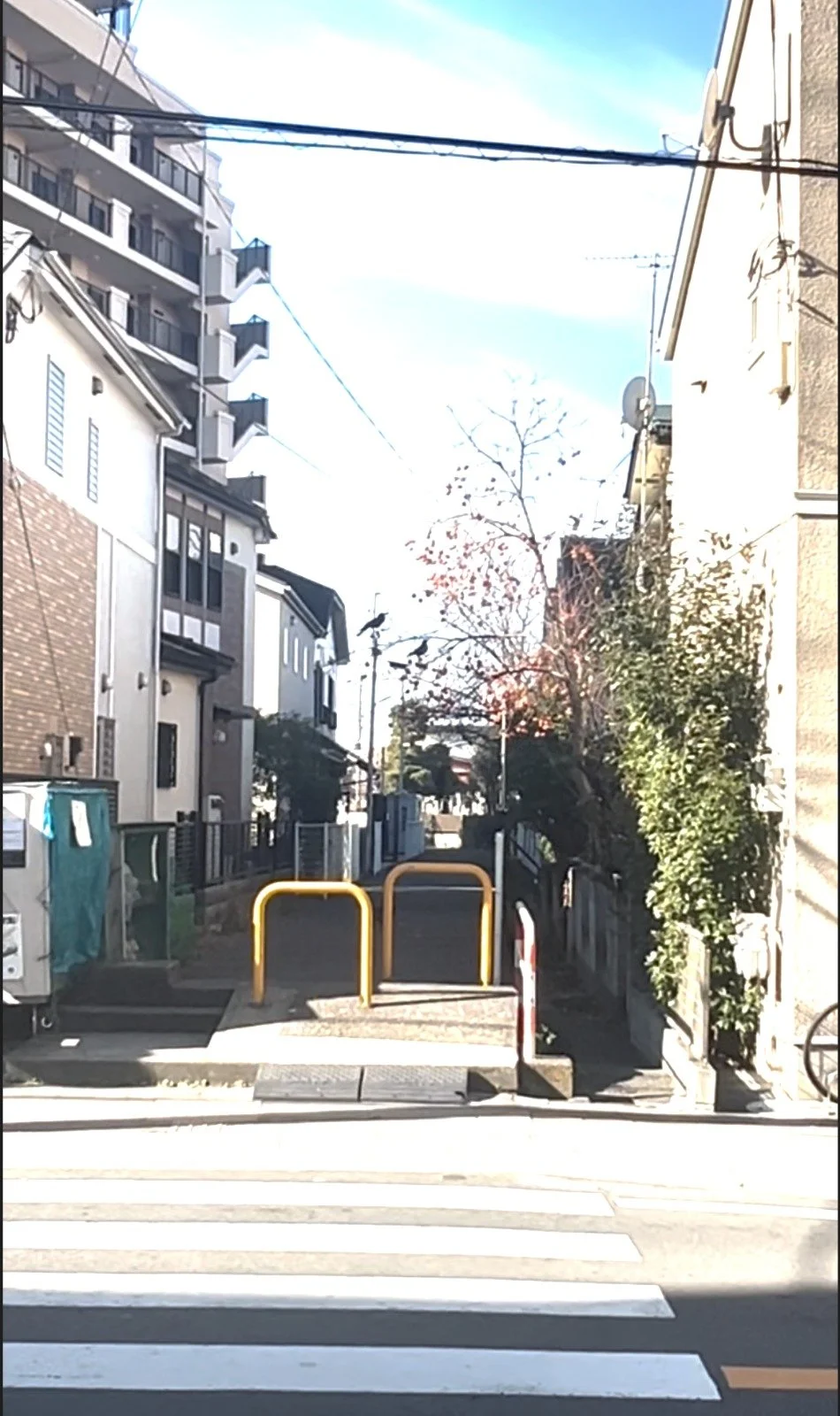 Kakibaum mit Dickschnabelkrähe (Kopie)