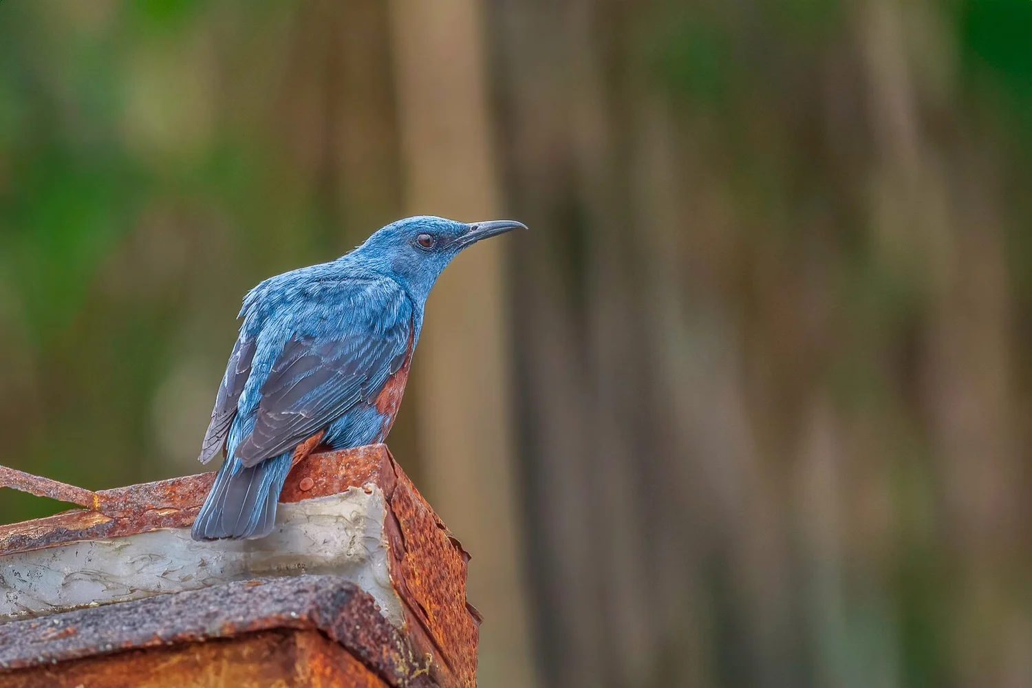 Are Birds of Tiaga Like Habitats That Feed Almost Exclusively? Discover!