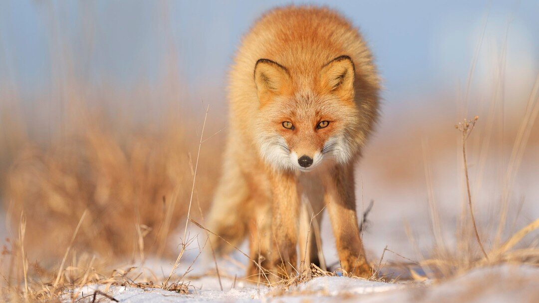 🇩🇪 Ezo Rotfuchs 🇬🇧 Ezo red fox / 🇯🇵 キタキツネ
.
.
.
Equipment: A1 + 400mm f2.8
.
.
.
.
.
.
#wildlifeplanet #wildlifeonearth #wildlifeaddeicts #wildlife_perfection #wildlife_seekers #wildlifephotography #naturephotography #animalkingdom #wildlife #o