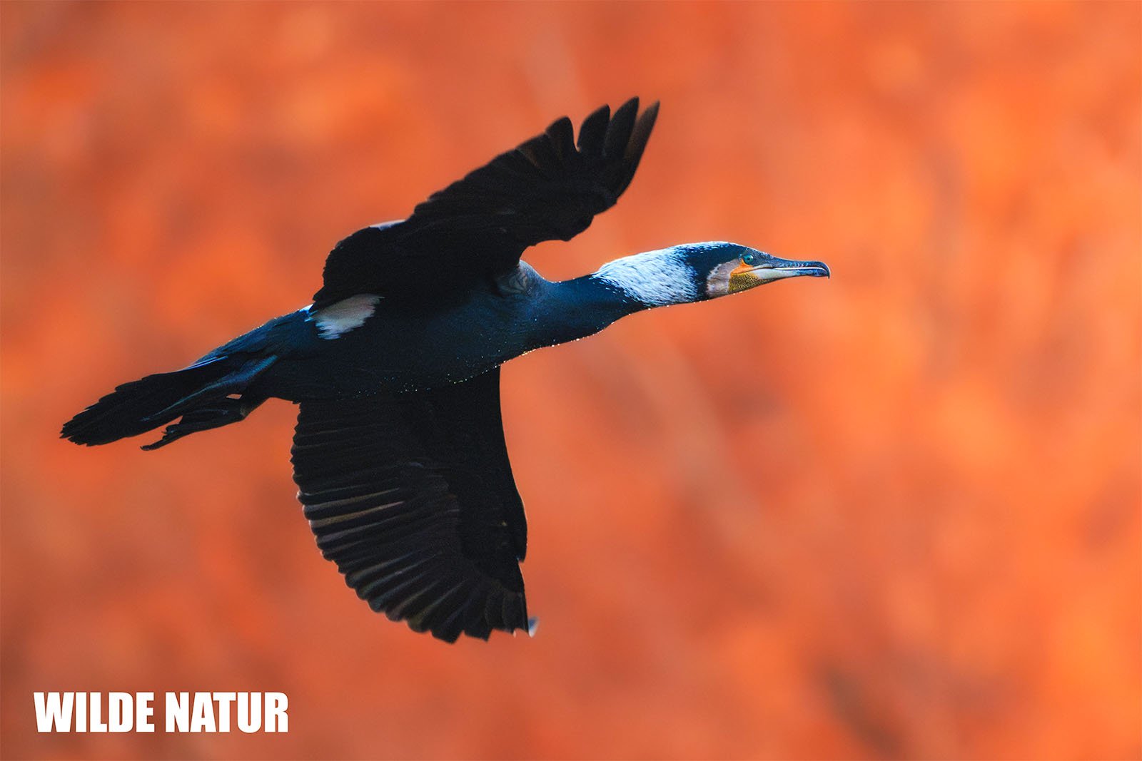Japanese cormorant (Phalacrocorax capillatus)
