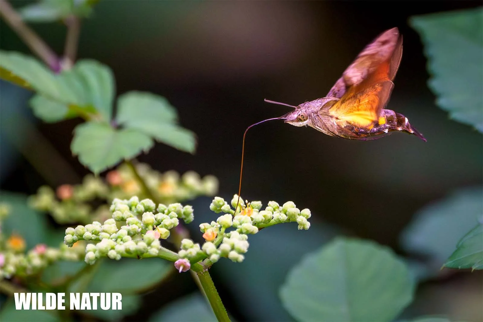 Taubenschwänzchen (Macroglossum stellatarum)