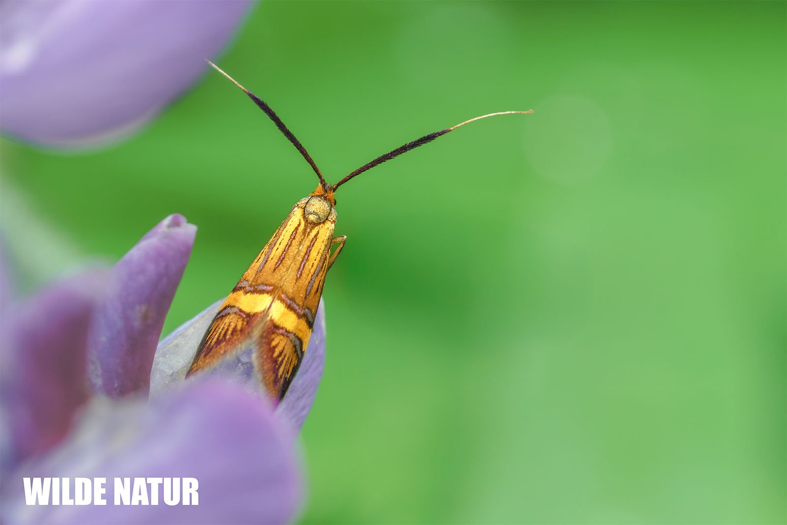 Yellow-Barred Long-Horn (Nemophora degeerella)