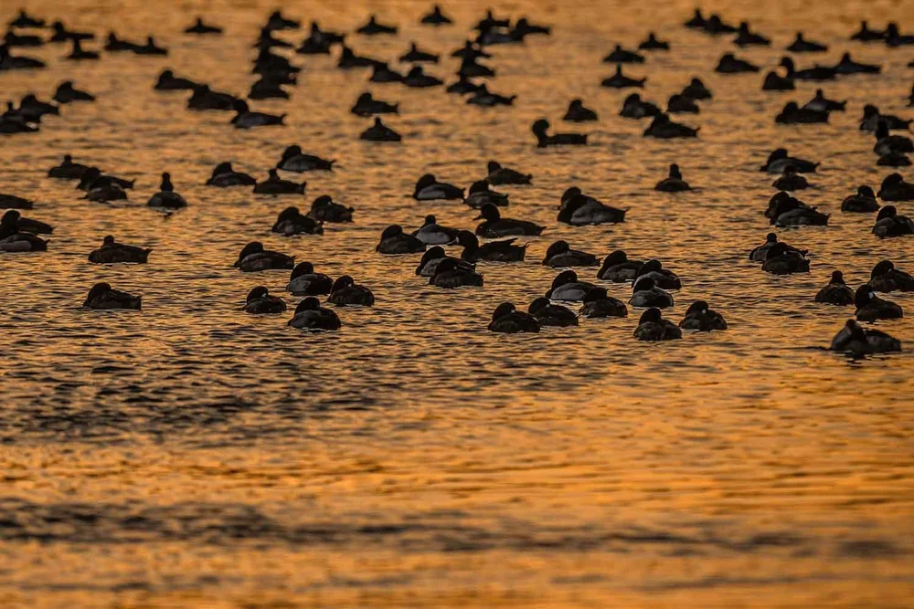 Schlafplatz für Wasservögel