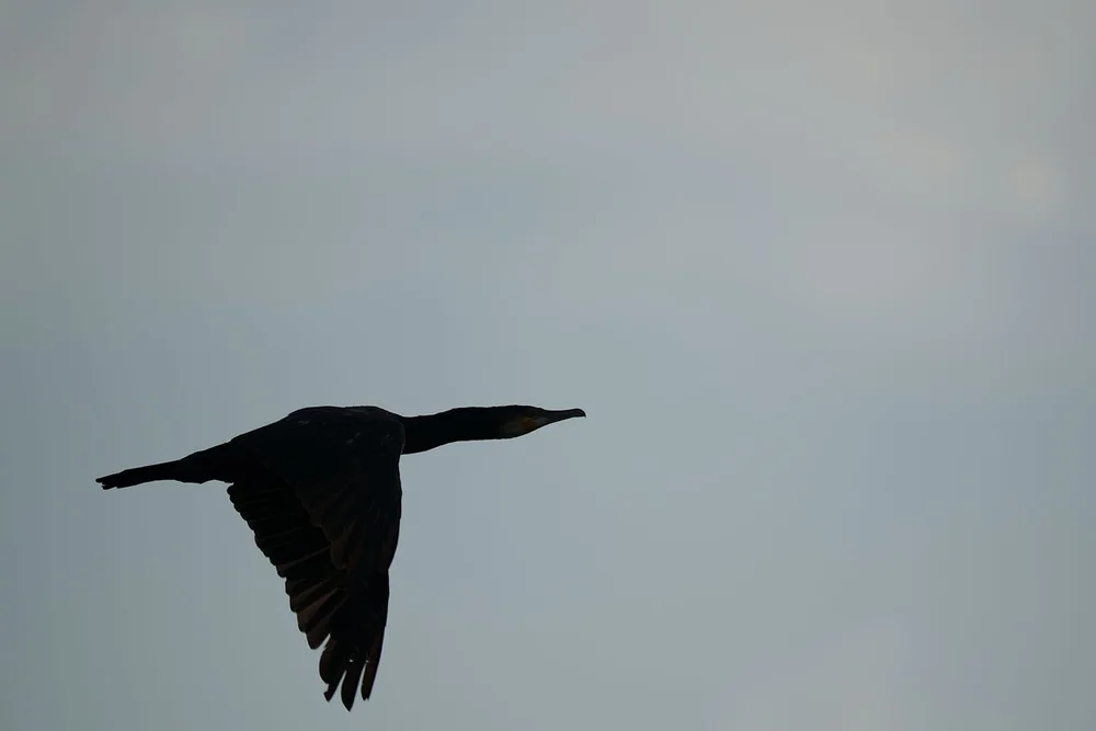 1-komoran-dynamicrange-a6700.jpg