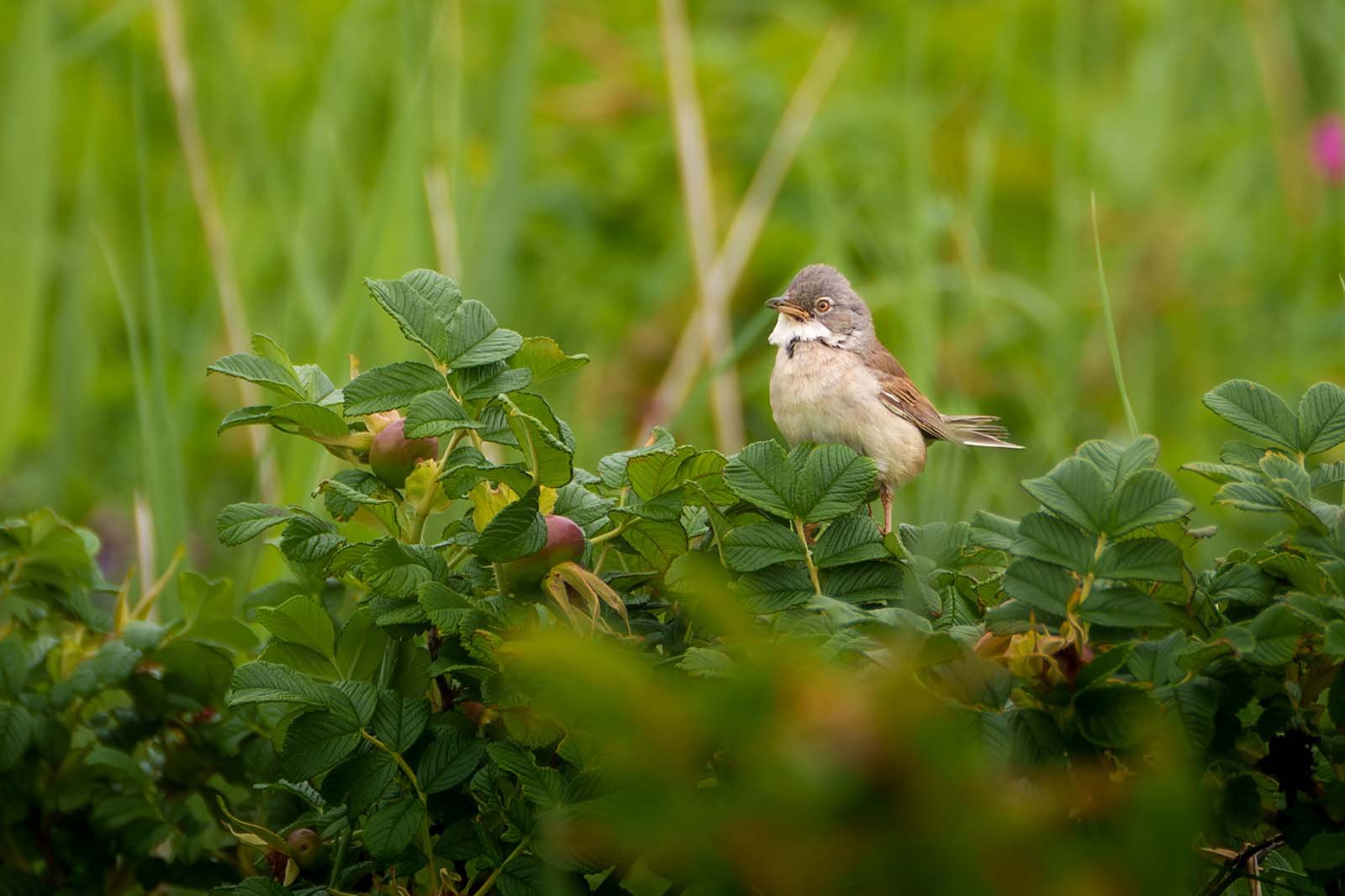 Greater whitethroat (Curruca communis)