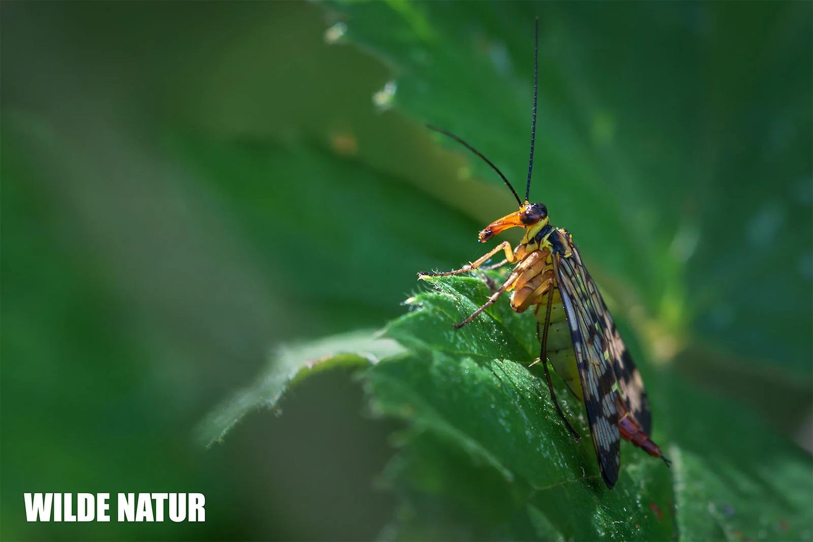  Scorpionfly with long antennae rests on a green leaf