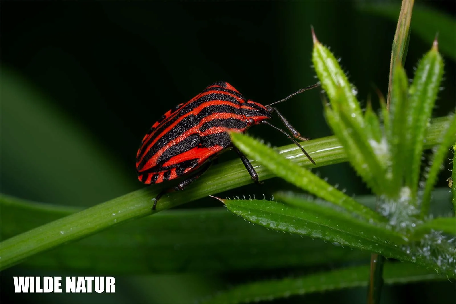 Striped bug (Graphosoma italicum) with red and black pattern rests on a green plant stem