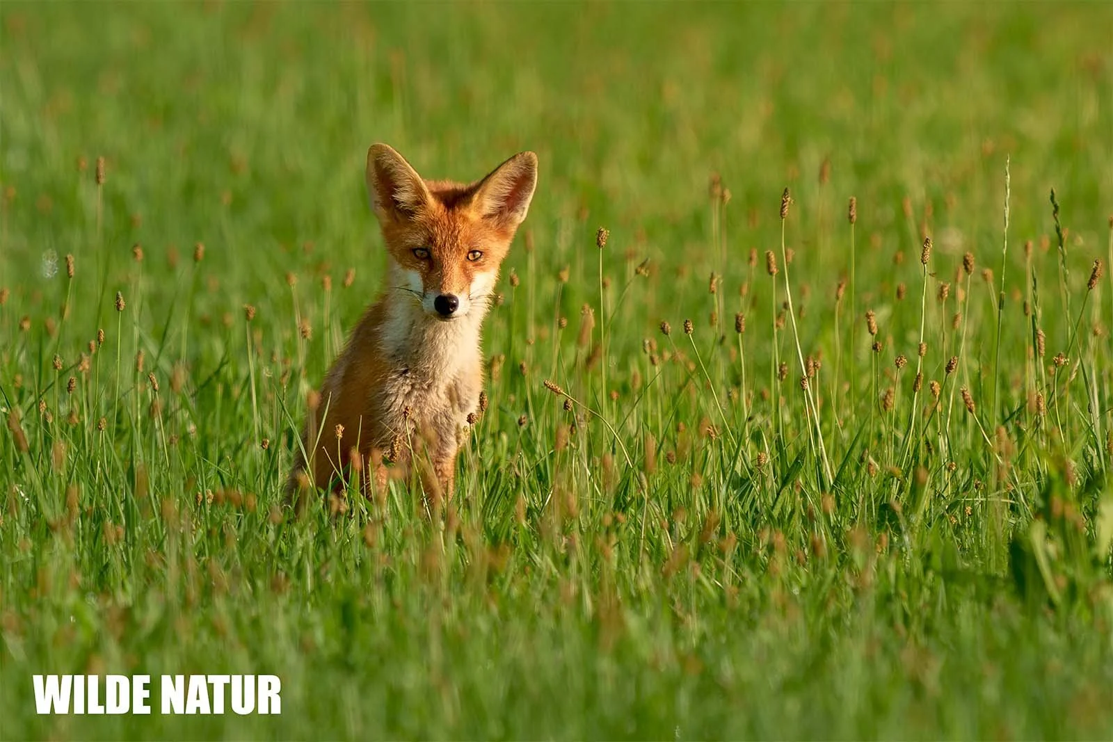 Rotfuchs (Vulpes vulpes)