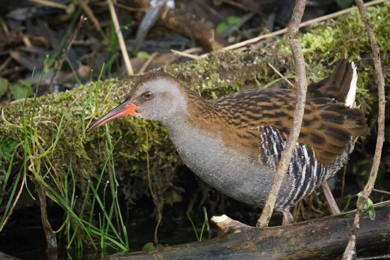 Water Rail: Habitat, Features, and Behavior — Wildenatur.com