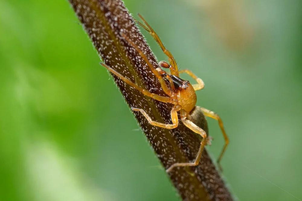 Entwickeltes Bild: Sony a7 RIV + 90 mm f7.1 + 1/250 + ISO 1250 + Blitz - Ammen-Dornfinger (Cheiracanthium punctorium)