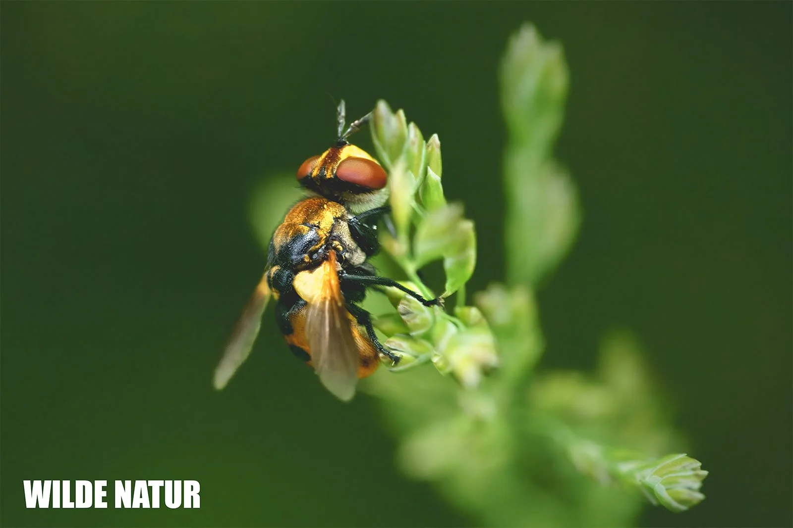 Gymnosoma rotundatum (Ladybird Fly) 