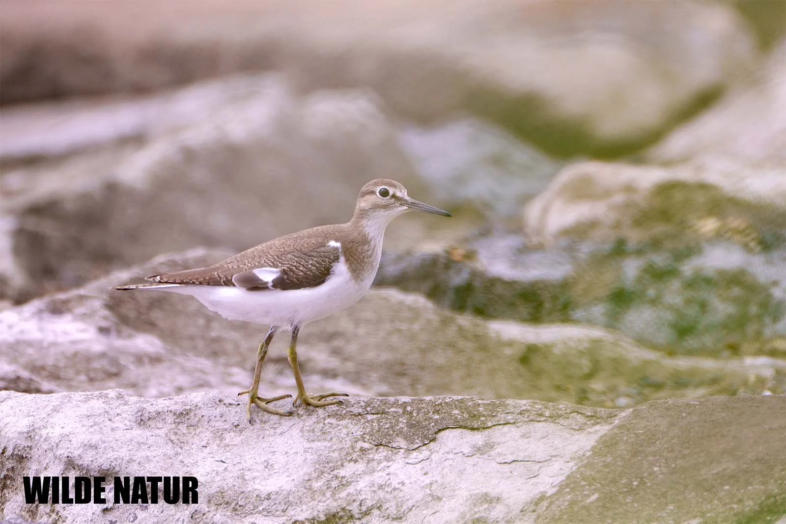 A Common Sandpiper (Actitis hypoleucos) stands on a light rock by the water, displaying its brown and white plumage
