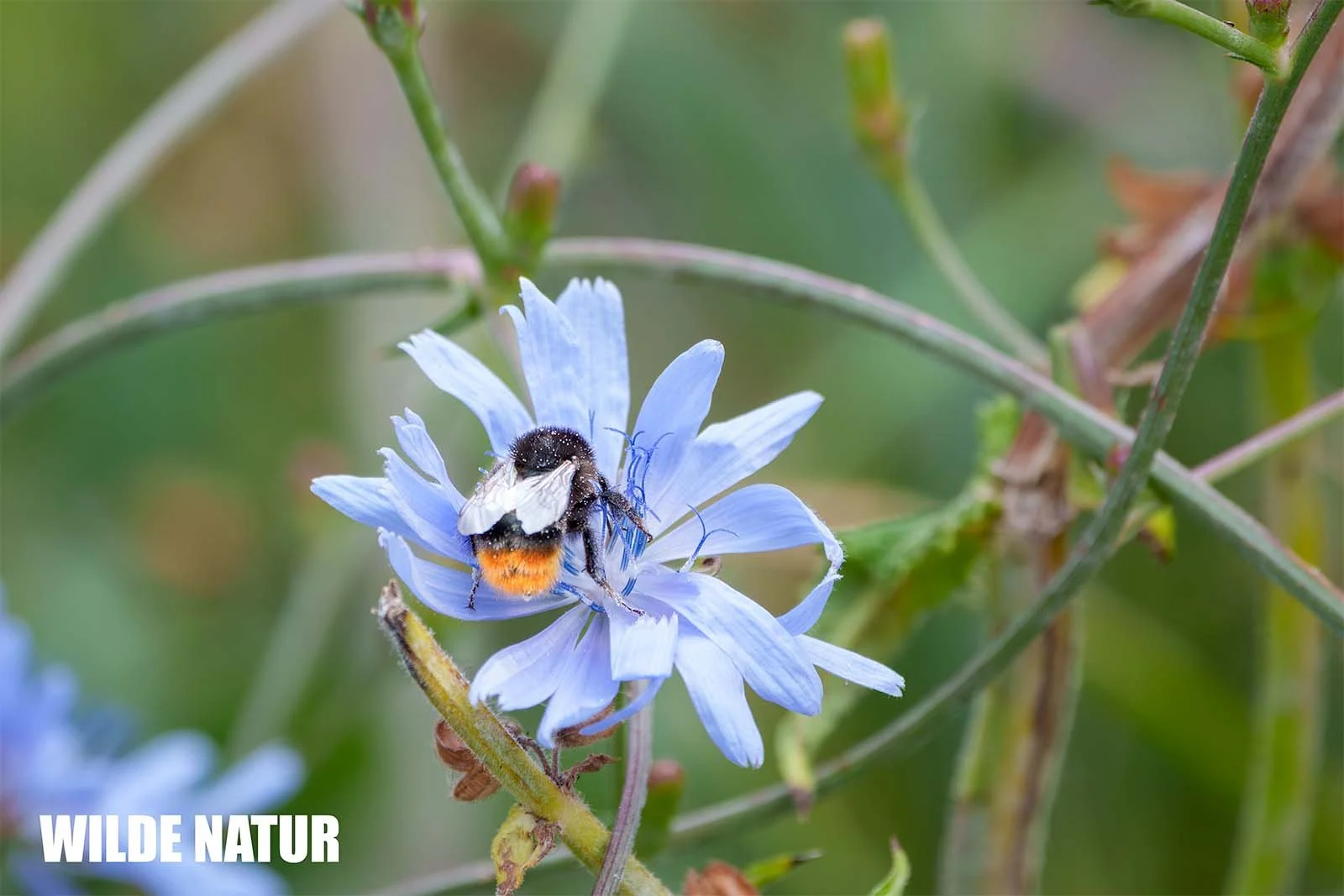 Red-Tailed Bumblebee (Bombus lapidarius)