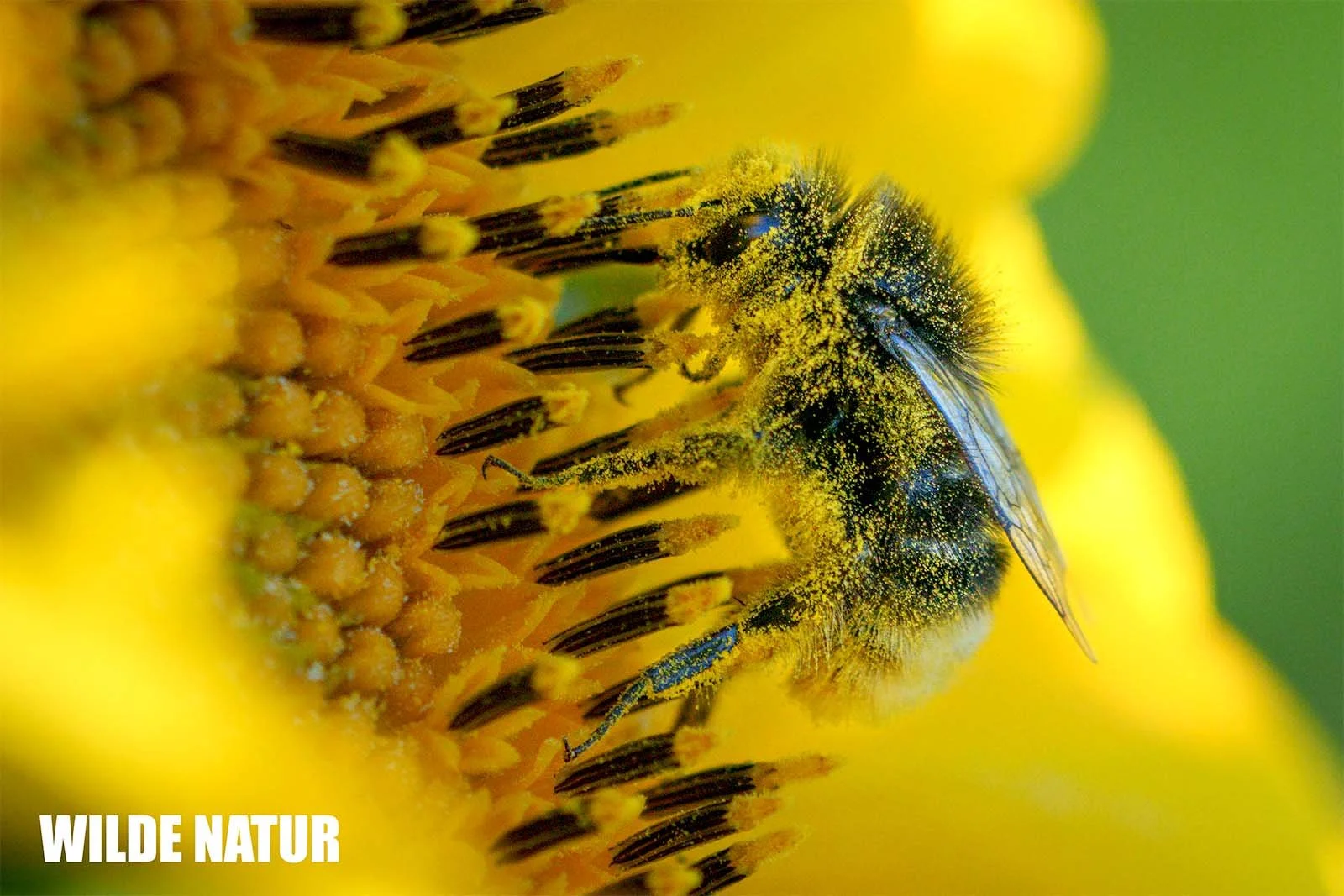 Bumblebee completely covered in yellow pollen