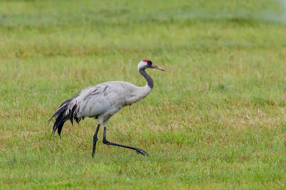Grauer Kranich beliebtes Motiv in Deutschland