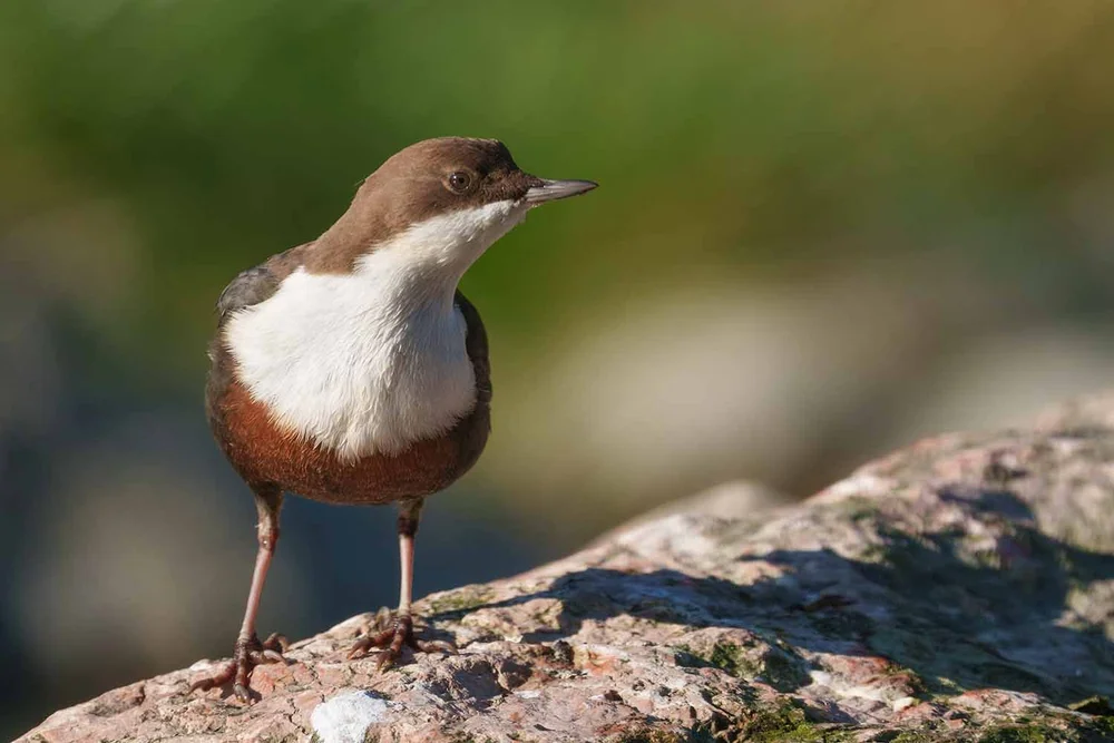 Sony a6700 + 200 - 600 Wasseramsel