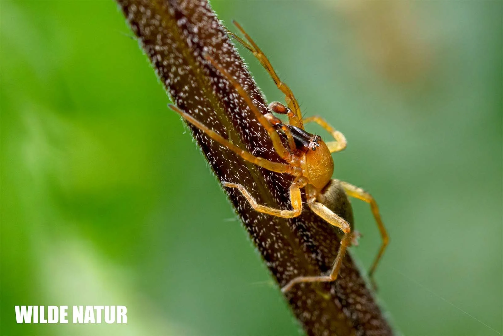 Ammen-Dornfinger (Cheiracanthium punctorium) klettert an einem behaarten Pflanzenstängel, die langen Beine sind gut sichtbar
