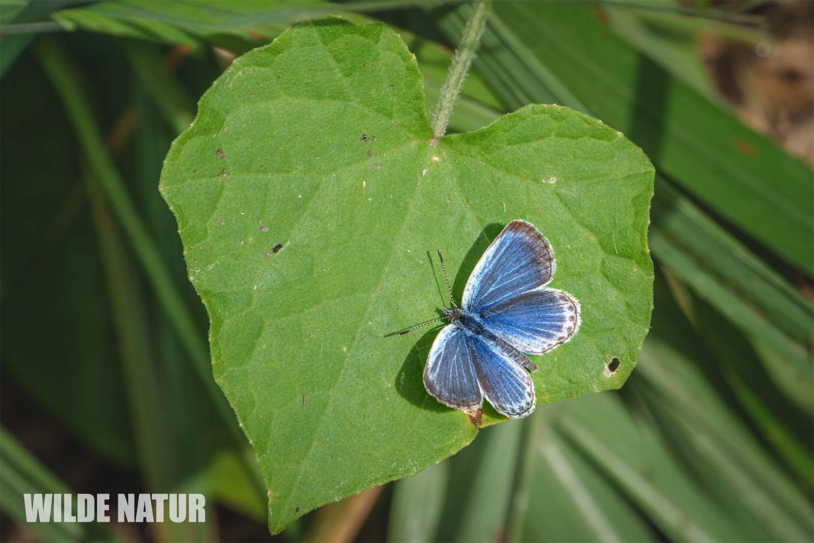 Kronwicken-Bläuling (Plebejus argyrognomon)
