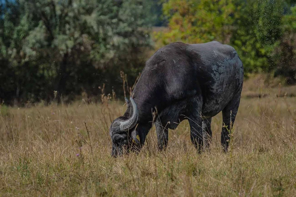 Wasserbüffel (Bubalus arnee)