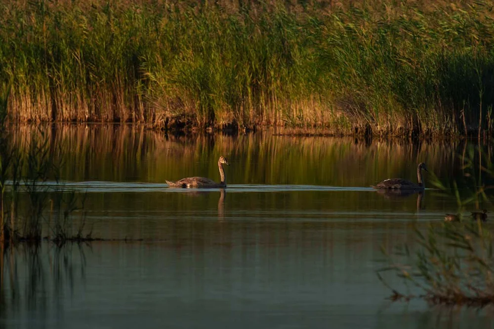 Junger Höckerschwan (Cygnus olor)