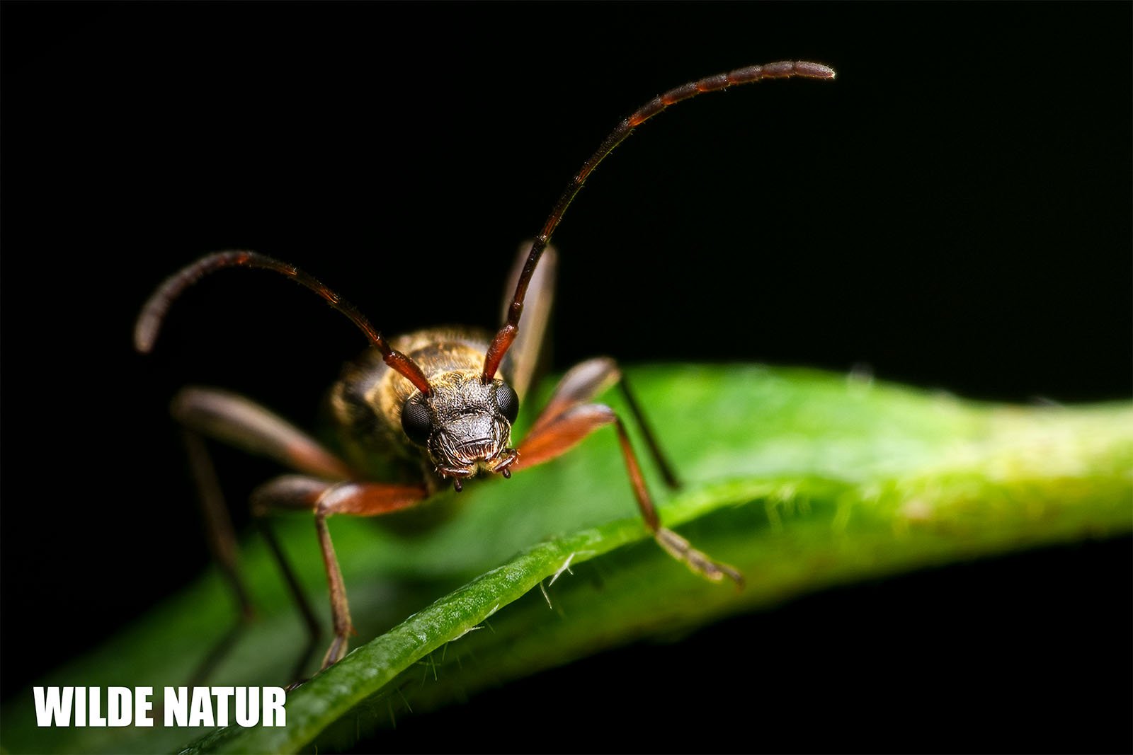 Dichtbehaarte Halsbock (Lepturobosca virens)