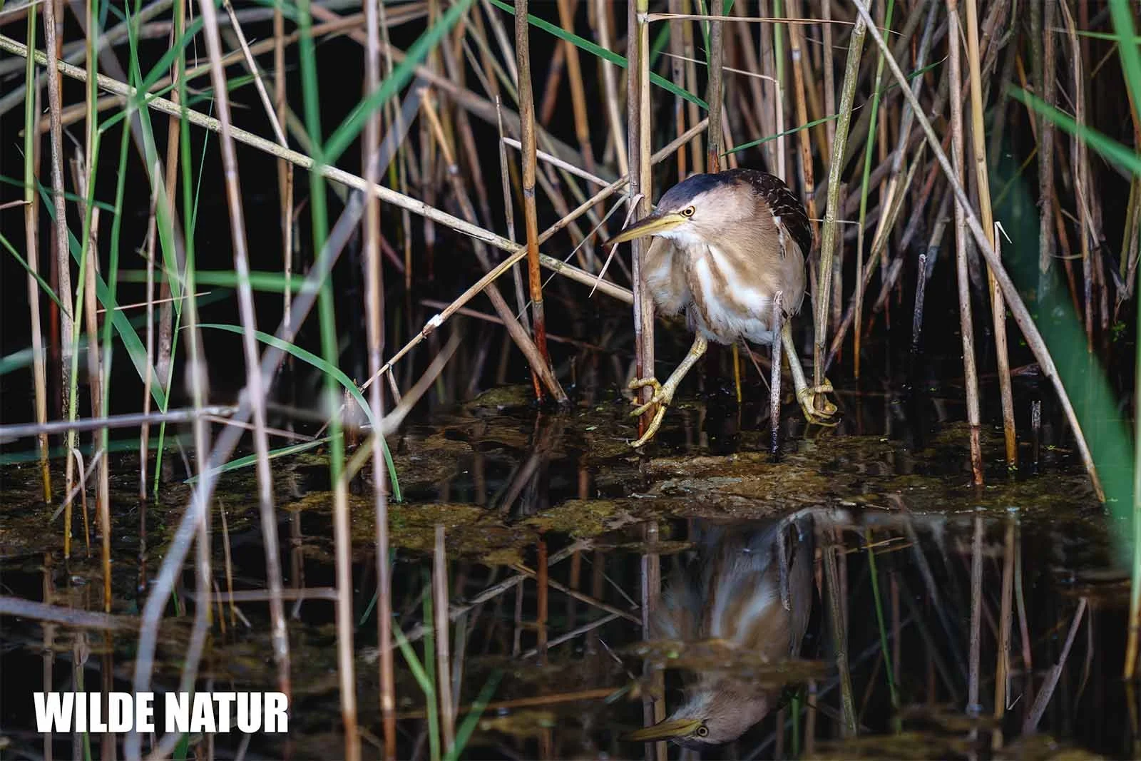 Zwergdommel (Botaurus minutus)
