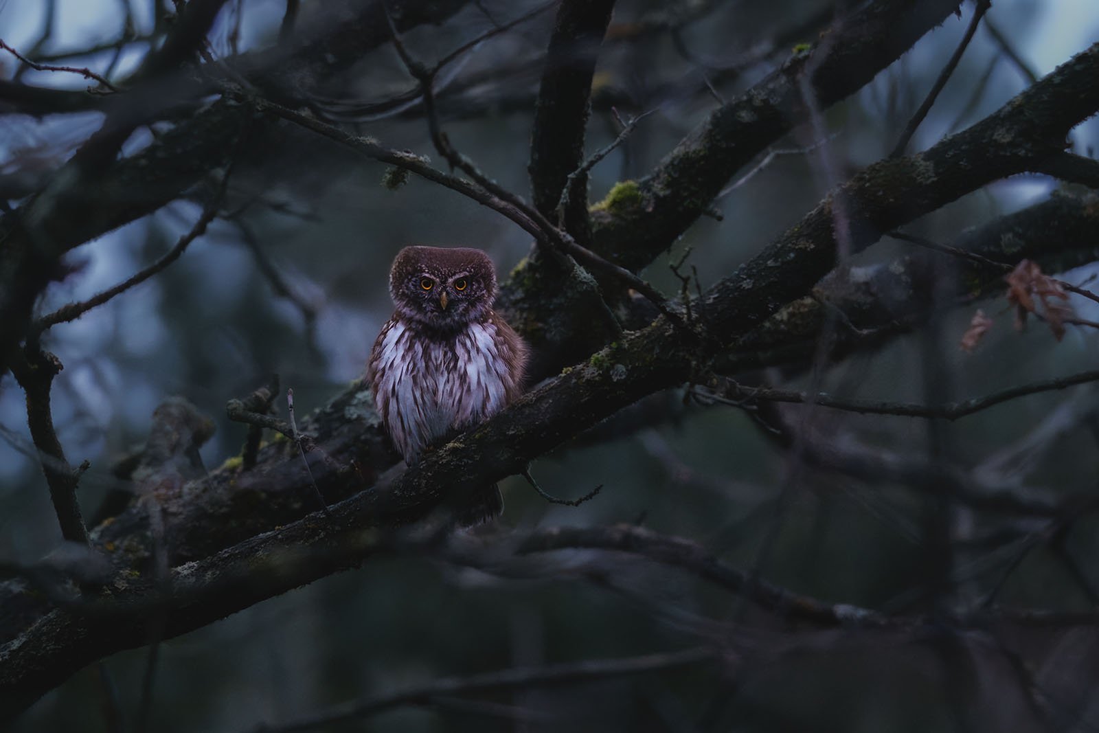 Eurasian pygmy owl (Glaucidium passerinum)