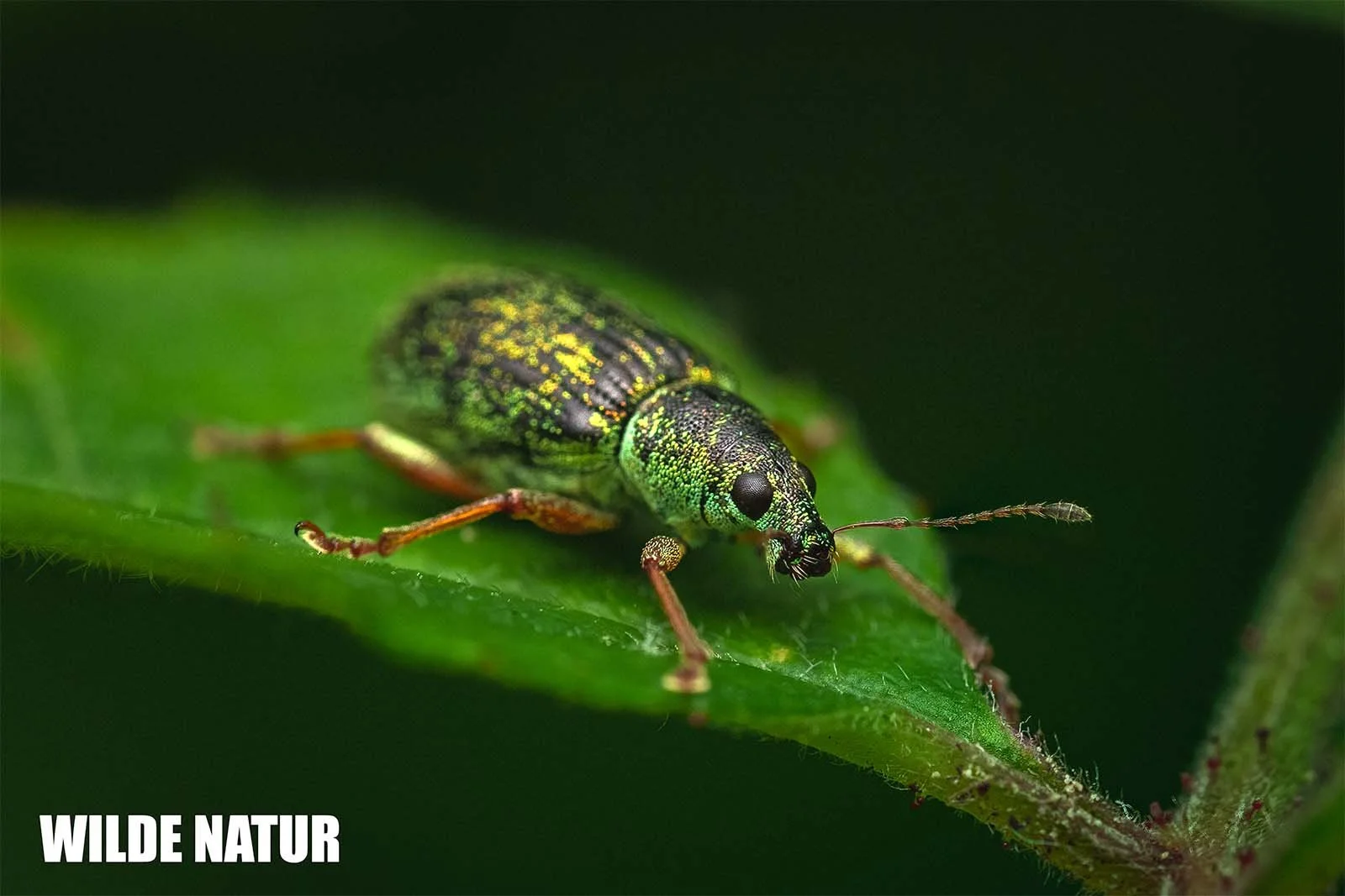 Macro photograph of a green immigrant leaf weevil with a metallic green and gold body sitting on a green leaf against a dark, blurred background.