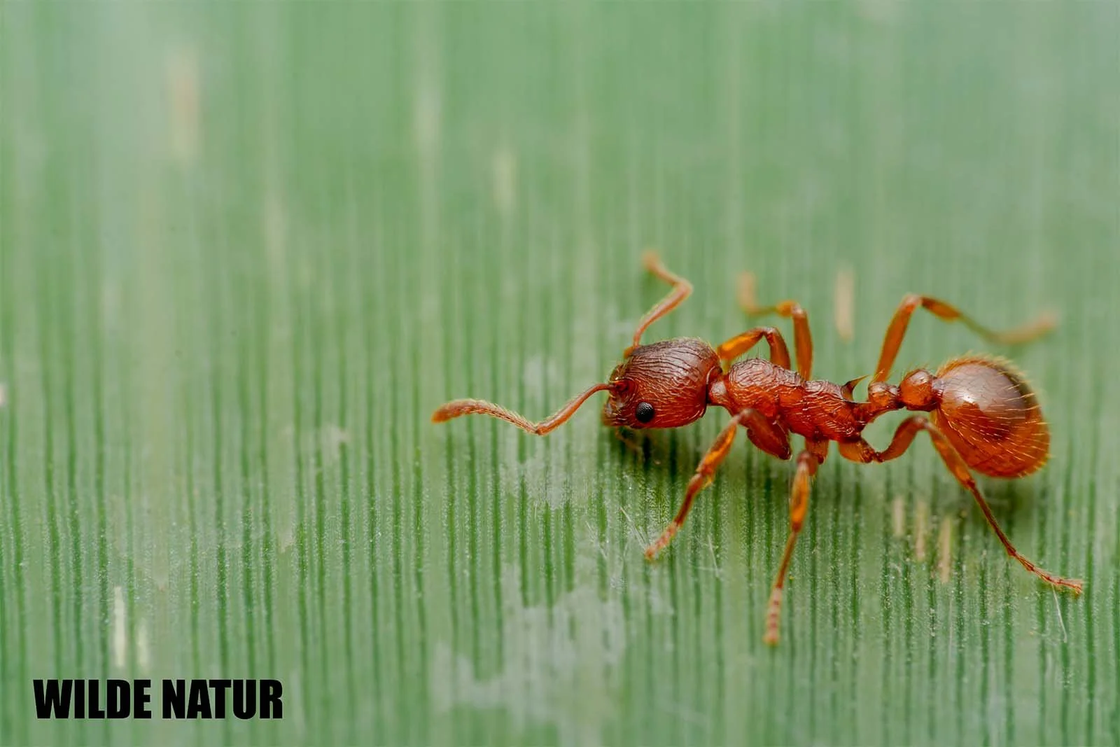 Macro photograph of a common red ant with a reddish-brown body walking across a green leaf, with fine leaf texture visible in the background.