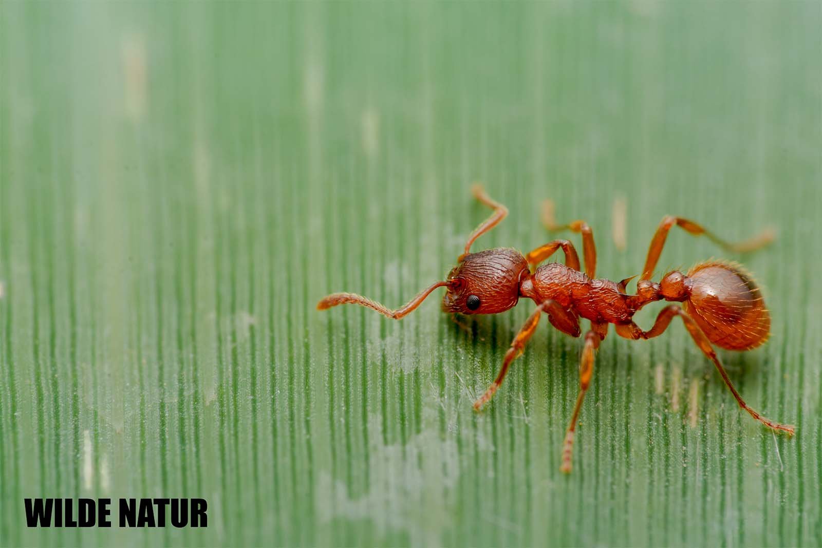 Makroaufnahme einer Roten Gartenameise mit rötlich-braunem Körper, die über ein grünes Blatt läuft; feine Blattstruktur im Hintergrund sichtbar.
