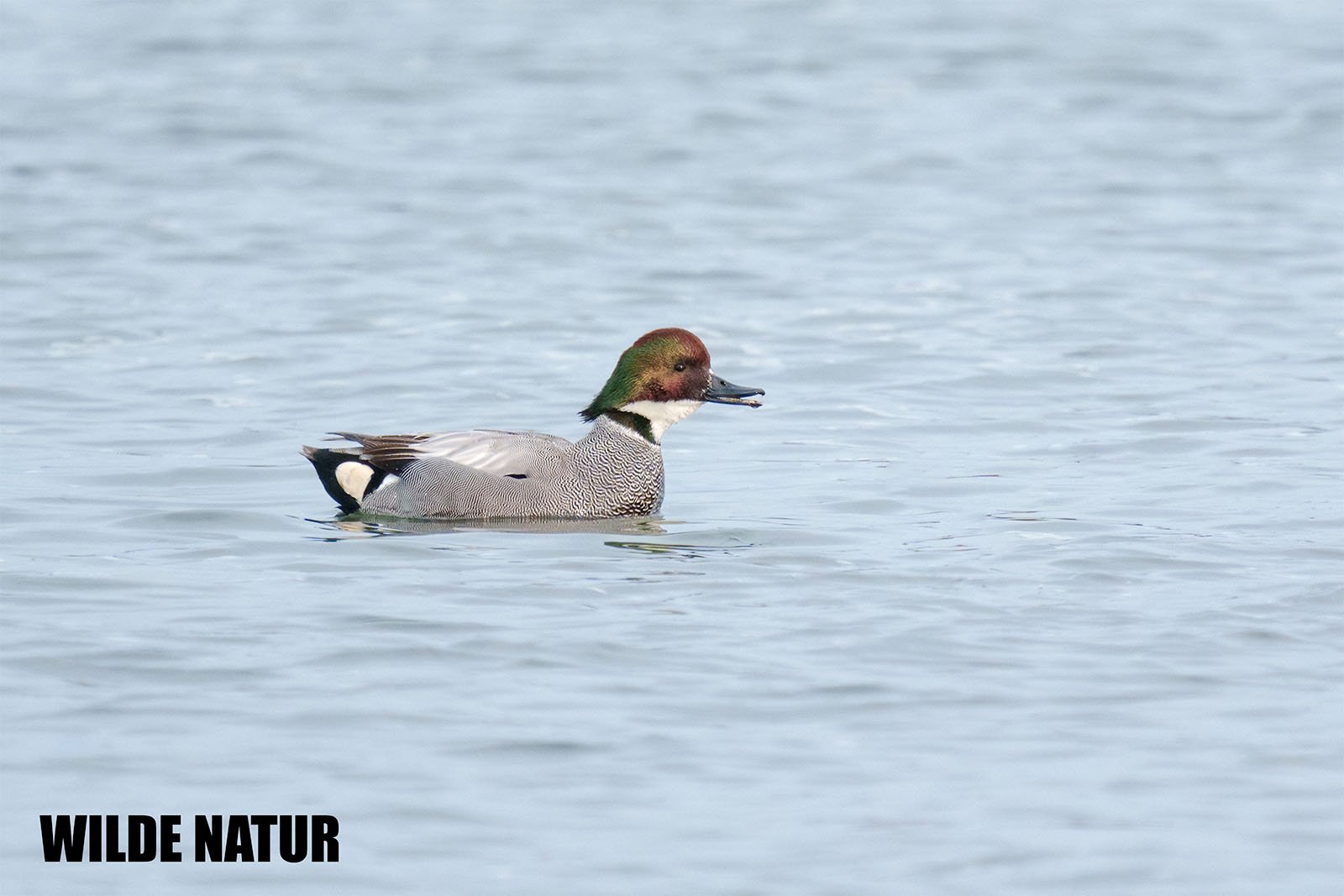 Falcated duck (Mareca falcata)