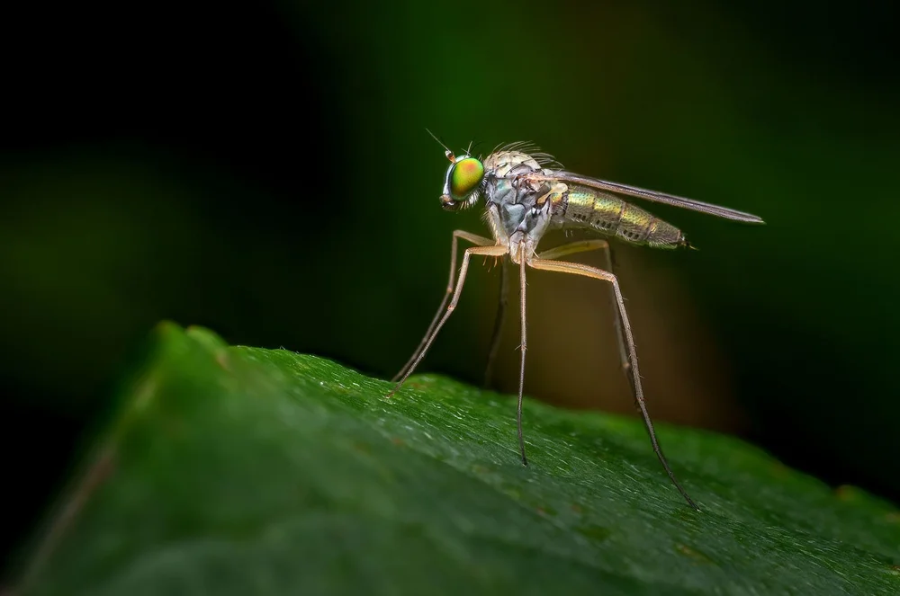 Entwickeltes Bild: Sony a6700 + 90 mm f11 + 1/160 + ISO 100 + Blitz
