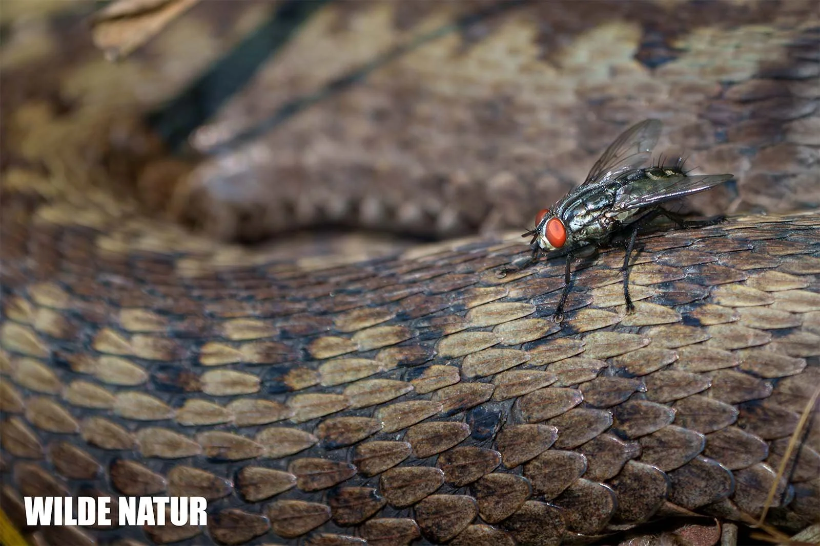 Fly with red eyes rests on the scaly skin of a snake