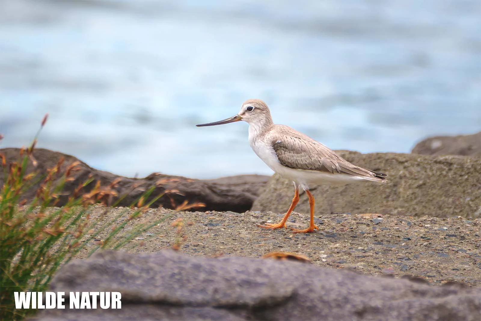 Terekwasserläufer (Xenus cinereus)