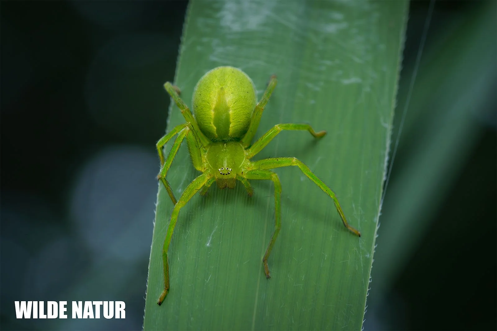 A Green Huntsman Spider (Micrommata virescens) with a bright green body resting on a long leaf.